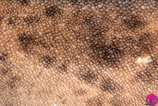 بافت پوست کوسه – کوسه درافت بُرد، استرالیا