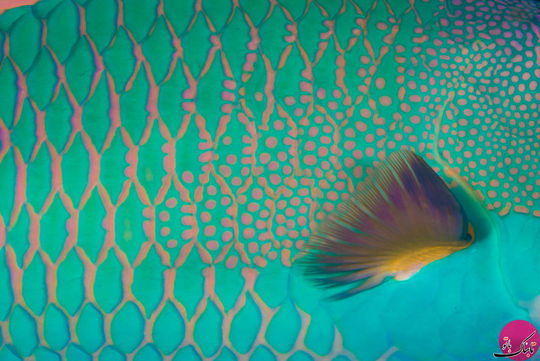 خلاقیت – طوطی ماهی، مالدیو