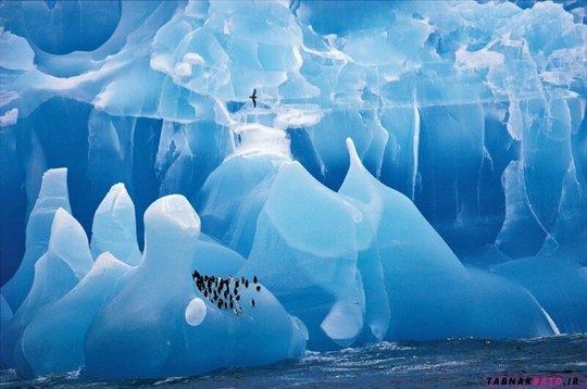 پیاده روی پنگوئن ها بر روی کوه یخی 