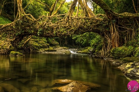 پلی ساخته شده از ریشه درختان بالای یک رودخانه، مگالایا، هند