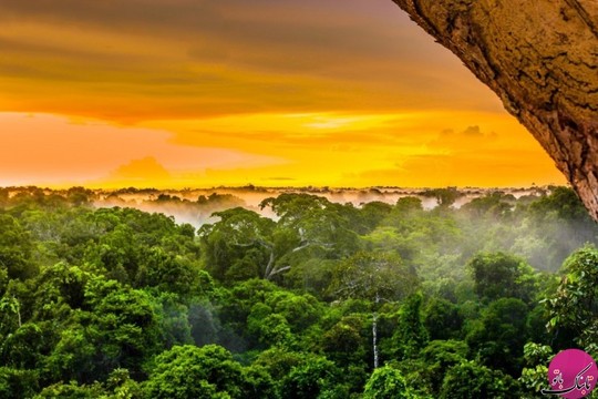 جنگل های بارانی آمازون، برزیل
