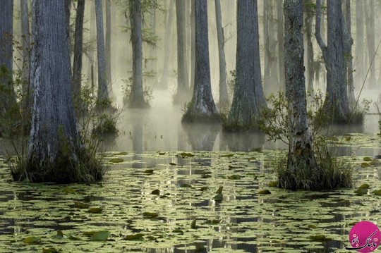 جنگل Reserve Cypress ایالت کارولینای شمالی، آمریکا