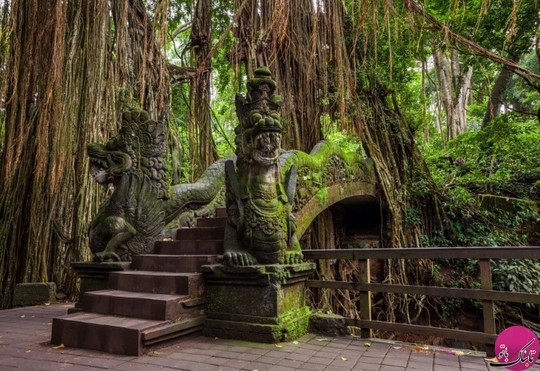 جنگل میمون ها، بالی، اندونزی