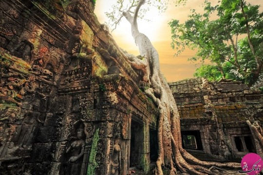 معبد انگکوروات، کامبوج که ریشه های بزرگ بانیان سراسر معبد را در برگرفته است