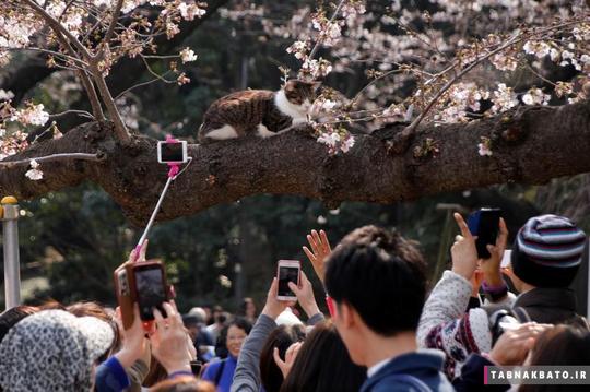 مردم در حال عکاسی از یک گربه‌ی در حال استراحت روی شاخه‌ی یک درخت گیلاس پر از شکوفه در پارکی در شهر توکیو.