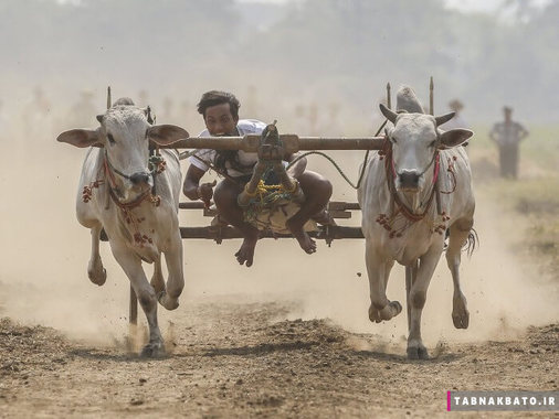 مسابقه ارابه رانی با گاو، میانمار