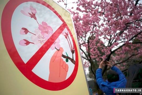 عکاس ژاپنی در حال عکس گرفتن از شکوفه های گیلاس در کنار تابلوی تبلیغاتی «لطفا شکوفه ها را نچینید»، ژاپن، توکیو