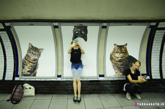 عابرین در کنار یک بیلبورد تبلیغاتی در ایستگاه کلافام کامن لندن با تصاویر گربه داخل آن، عکس سلفی می‌گیرند. (16 سپتامبر 2016)