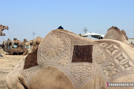 عکس این شترها را أنس الحمدانی ۲۴ ساله از بازار شتر فروش های پاکستان گرفته است
