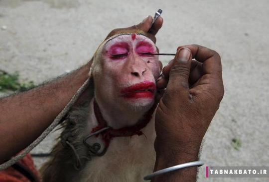 آرایش کردن میمون برای کسب درآمد