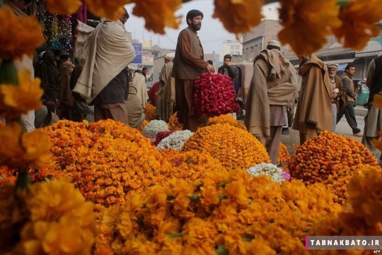 بازار گل فروش های پاکستان