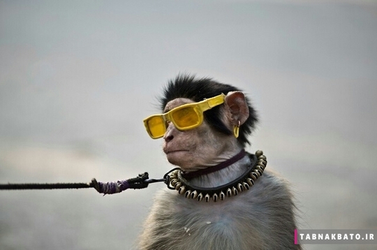 میمون های دست آموز در پاکستان در شهرهایی مثل روالبندی و اسلام آباد بسیار به چشم میخورند. این میمون ها با شیرین کاری و هنرنمایی و پوشیدن لباس های پر زرق و برق منبع کسب درآمد برای فقیران هستند