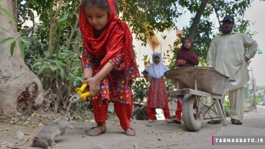 دختری در حال کشتن موش در پیشاور پاکستان