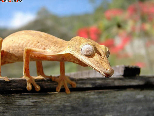 یک گونه دیگر از آفتاب پرست های ماداگاسکار