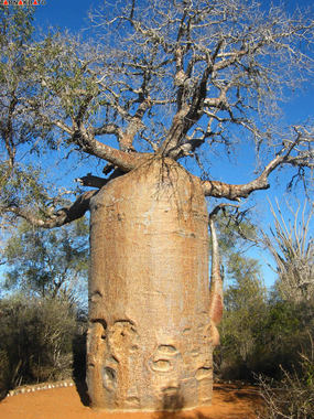 درخت بائوباب، آدانسونیا