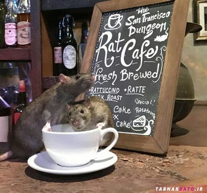 یک ساعت حضور در این کافه و همراه بودن با موش های فاضلاب ۵۰ دلار هزینه دارد