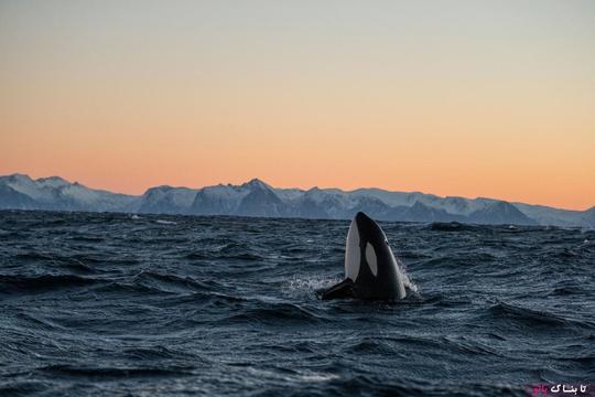 نهنگ‌های قاتل بسیار اجتماعی‌اند؛ بعضی دسته‌های آن‌ها دارای خانواده‌های مادرنهاد هستند