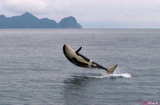 نهنگ‌های قاتل ماده در نزدیکی سن ۱۵ سالگی به بلوغ می‌رسند. مدت زمان بارداری میان ۱۵ تا ۱۸ ماه است