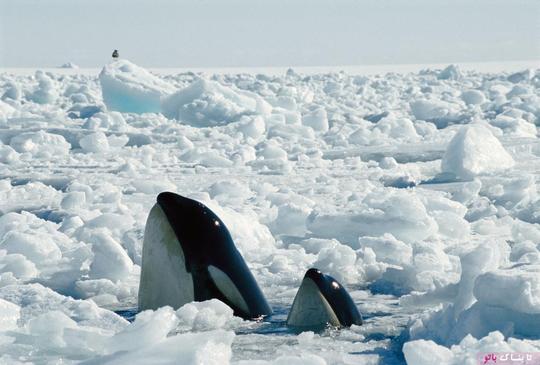 به نظر می رسد بزرگترین جمعیت نهنگ های قاتل در آب های اطراف قطب شمال زندگی می کنند