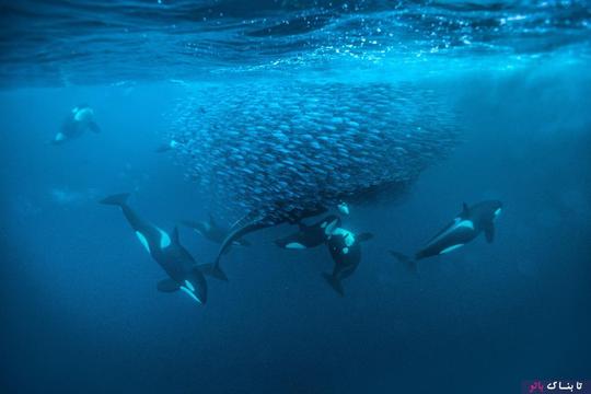 بیشترین تراکم نهنگ‌های قاتل در جهان، در مناطق شمال شرقی اقیانوس اطلس در کناره‌های نروژ و شمال اقیانوس آرام و خلیج آلاسکا و نیز اقیانوس منجمد جنوبی وجود دارد