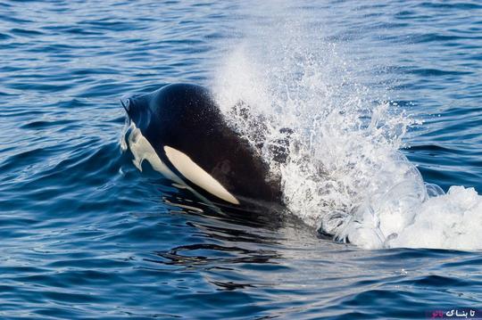 از دهه ۱۹۶۰ میلادی، نهنگ‌های قاتل همواره یکی از جاذبه‌های جدانشدنی پارک‌های نمایشی پستانداران دریایی در سراسر جهان بوده‌اند