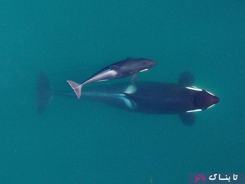جالب ترین تصویری که یک پهباد از یک نهنگ قاتل گرفته است