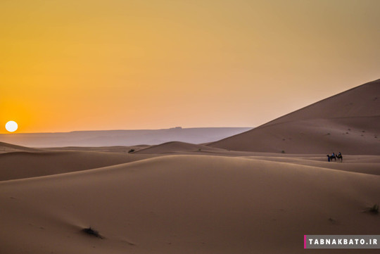 شترهای صحرا، خیره به طلوع شگفت انگیز خورشید