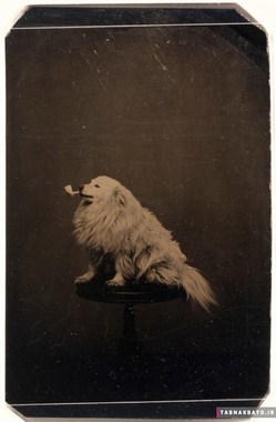 سگی در حال کشیدن پیپ، ۱۸۷۵ 