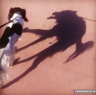 سایه ی سگ شبیه یک گرگ به نظر می رسد