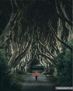 ایرلند، قدم زدن در سایه های تاریک درختان