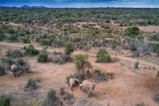 فیل‌های افریقایی در دشت‌های کم درخت