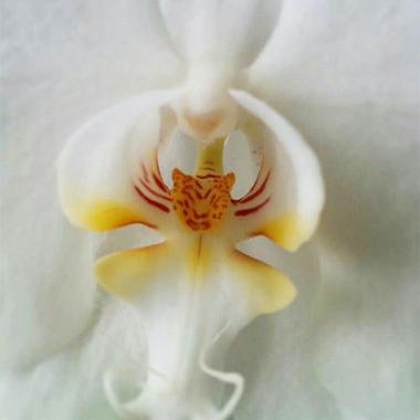 گل ارکیده‌ای با تصویر سر یک ببر در قسمت میانی