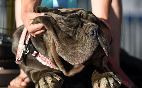 مارتا زشت ترین سگ جشنواره نیویورک2017