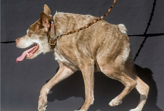 برنده ی زشت ترین سگ جهان در سال ۲۰۱۵ که به گفته ی صاحبش با کفتار و شیطان تاسمانی اشتباه گرفته می شود.