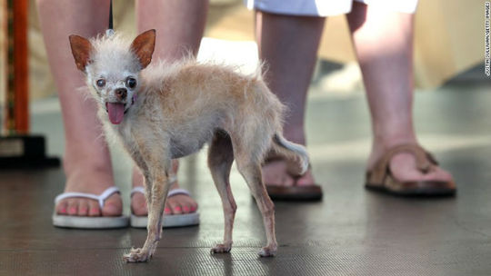 یودا سگی که عنوان زشت ترین سگ این جشنواره را در سال ۲۰۱۱ به خود اختصاص داد.