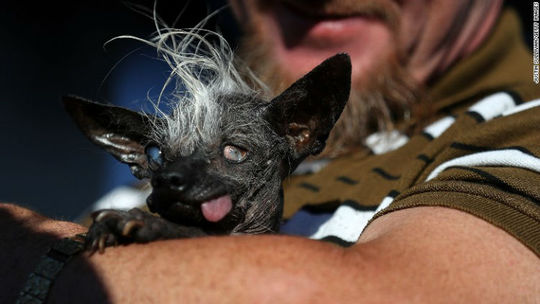 سوییپی رامبو سگ بی مویی که در سال ۲۰۱۶ به عنوان زشت ترین سگ این جشنواره انتخاب شد.
