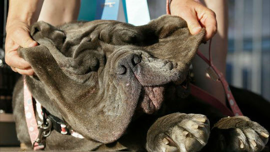 مارتا زشت ترین سگ جشنواره نیویورک2017