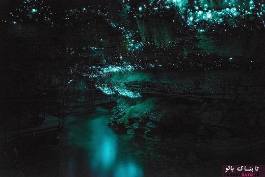 غار ویتومو گلورم (Waitomo Glowworm) واقع در شمال جزیره نیوزیلند، یکی از زیباترین غارهای جهان به شمار می رود.
یکی از دلایل زیبایی خیره کننده این غار، وجود تعداد بسیار زیادی کرم شب تاب است که منحصر به فردش کرده.