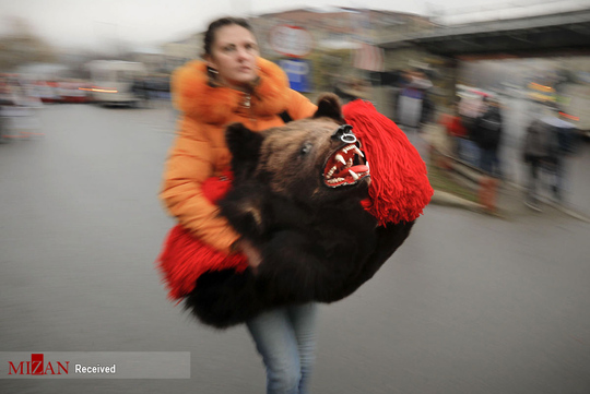 رقص خرس ها در رومانی ـ تابناک باتو