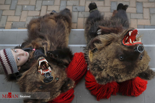 رقص خرس ها در رومانی ـ تابناک باتو