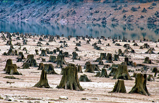 – جنگل ملی Willamette در اورِگان آمریکا که ۹۹ درصد جنگل‌زدایی شده است.