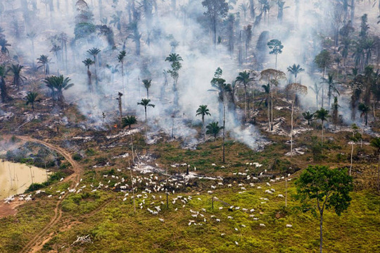 – بخشی از جنگل آمازون به آتش کشیده شده تا تغییر کاربری داده شود!