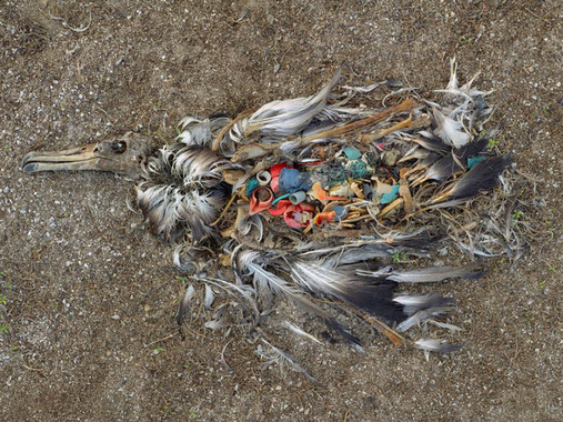 صحنه‌ای دردناک که نشان می‌دهد پلاستیک‌هایی که دور می‌افکنیم، عاقبت باعث مرگ جانداران می‌شوند. در اینجا جسد یک مرغابی آلباتراس در جزیزه میدوی واقع در اقیانوس آرام شمالی می‌بینید.