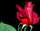 افسانه «گل سرخ»: من پر از عشق ام، تو چطور؟