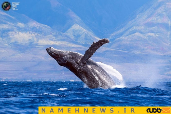 عکس: لحظه‌ ای نادر از پرش هم زمان دو نهنگ