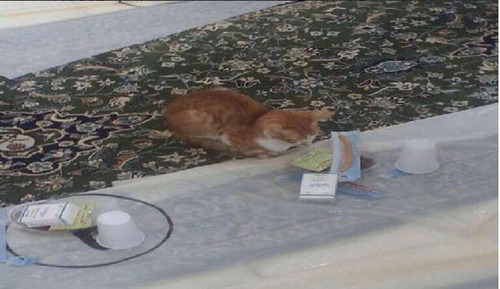 عکس: گربه‌ ای که منتظر افطار است