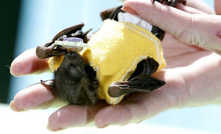 تصاویر: خفاش معروف در بستر بیماری!