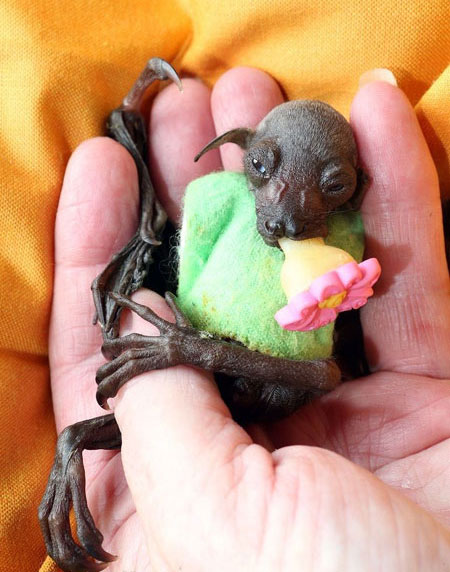 تصاویر: خفاش معروف در بستر بیماری!