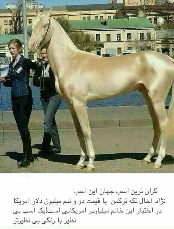 عکس: گرانترین اسب دنیا