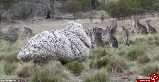 پشمالو ترین گوسفند جهان + تصاویر